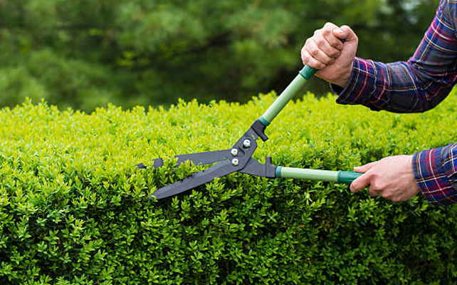 Trimming hedge row