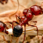 fire-ants-768×768-1